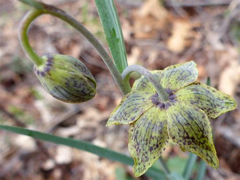 We did not find results for: Flower and bud - pictures of Fritillaria Atropurpurea ...