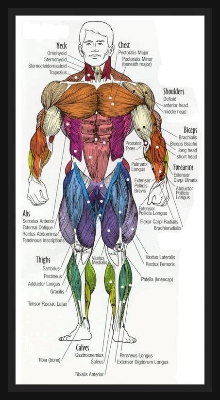 In the diagrams below, i'll be showing muscle groups in color, with a black line to show the forms that would show through the skin (i also show protruding bones that would do the same). Fat Loss, Building Muscle & Staying Fit: Human Anatomy Diagram