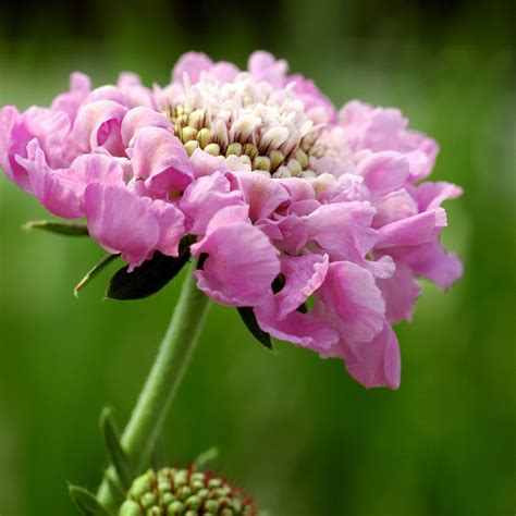 Partial Shade Scabious Scabiosa Pink Mist By Crocus In 2020 Flowers
