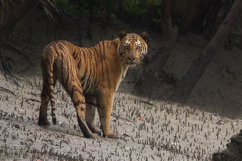 Swamp Tiger Sundarbans Conservation India