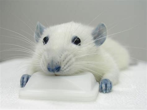 Why Are The White Rats Extremely Important Pet Rats