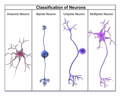 What Is Neuron How Do Neurons Work Function Of Neuron In Psychology Dr Manju Antil