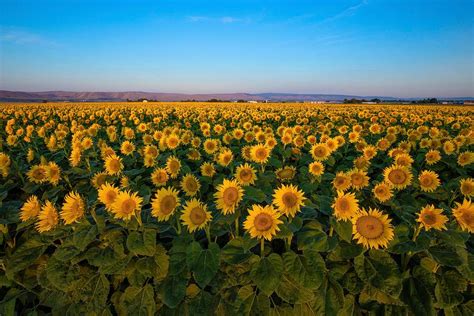 Sunflower Fields Royalty Free Svg Cliparts Vectors And Stock Clip