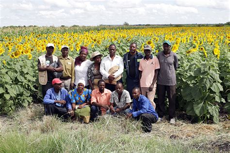 Zimbabwe Agriculture Project Finds Ways To Engage Smallholder Farmers