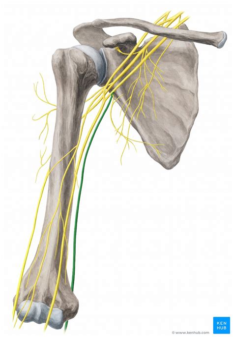 Ulnar Nerve Subluxation Clinical Anatomy Kenhub Porn Sex Picture