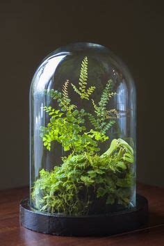 Be sure it doesn't get sultry, proper air conditioning, with different holes up and down the terrarium so. Handmade jungle by Tobias Davidson Stolp in dutch or known ...