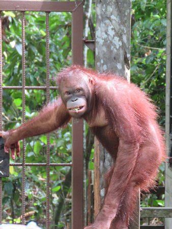 Yes, our 2021 property listings offer a large selection of 4 vacation rentals near sepilok orang utan sanctuary. Sepilok Orangutan Sanctuary: 2019 All You Need to Know ...