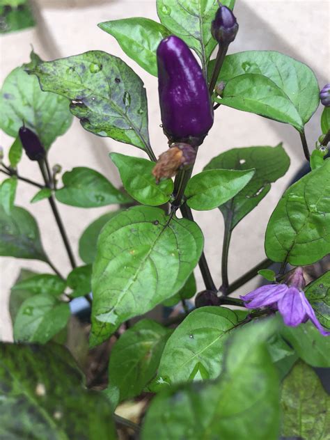 pick a peck of purple peppers ruth e hendricks photography