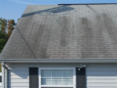 How To Remove Mold From Roof Shingles Tampa Roofers