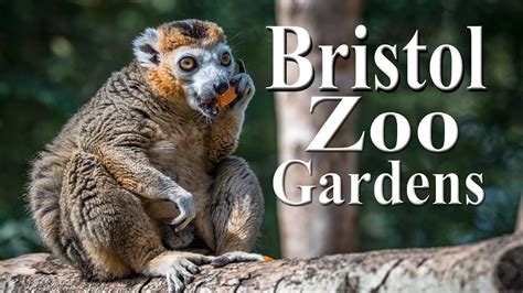 Bristol Zoo Gardens 2019 Youtube