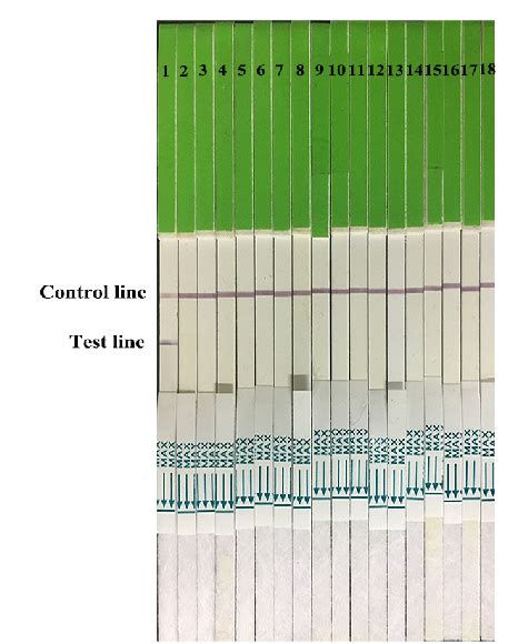 Figure From Development Of A Colloidal Gold Based Immunochromatographic Strip For Rapid