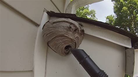 This method applies to get rid of underground hornets nest for hanging nests follow step 2. Getting Rid. How To Get Rid Of Big Hornets Nest. www.e ...