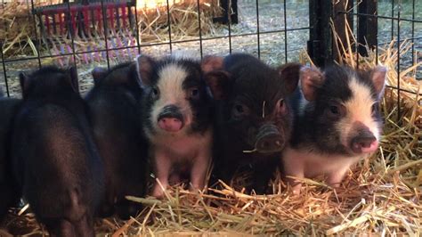 Baby Mini Pigs Youtube