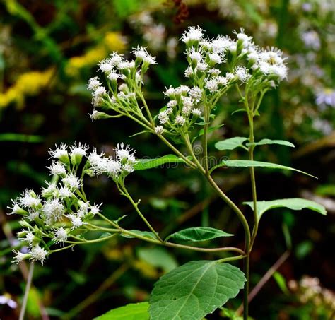 Selective Focus Shot Of White Snakeroot Ageratina Altissima Stock