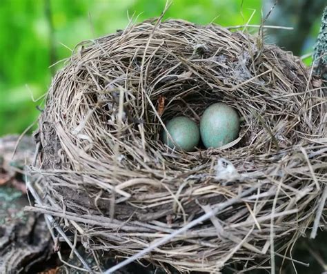 Why Do Birds Lay Eggs In The Spring Explained Animals Hq