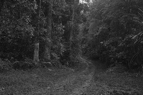 Gambar Hutan Angker Gambar Pemandangan Indah