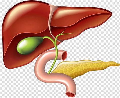 Clip Art Vector Of Liver And Gallbladder Two Views Of Liver And My XXX Hot Girl