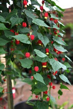 Arbor gate's picks of the month. Abutilon - Red Tiger flowering Maple | Plants, Trees to plant