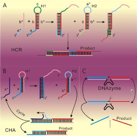 Basic Principle Of The Enzyme Free Dna Amplification Reaction A
