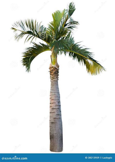 Palm Tree On Isolate White Background Stock Image Image Of Frond