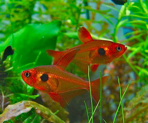 Karena hal itulah ikan komet ini dapat dipelihara pada semua tempat dengan syarat tempat tersebut bersih dan juga sehat. Jenis Ikan Hias Air Tawar Congo Tetra - Daftar Ikan Hias