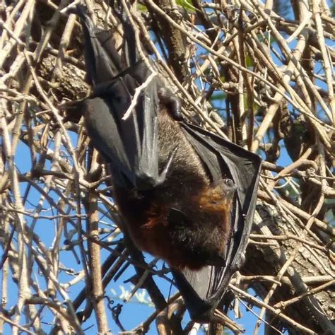 Black Flying Fox Facts Diet Habitat And Pictures On Animaliabio