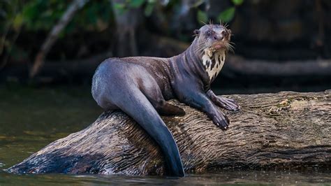 Giant River Otters In The Amazon