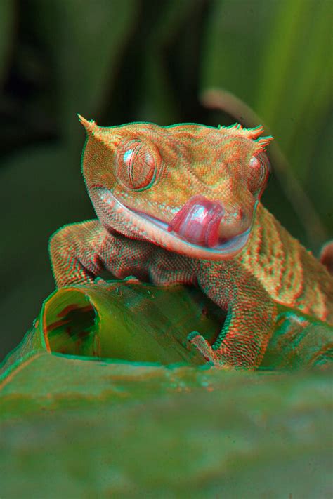 3d Gecko You Will Need A Pair F Anaglyph Glasses To View It In 3d