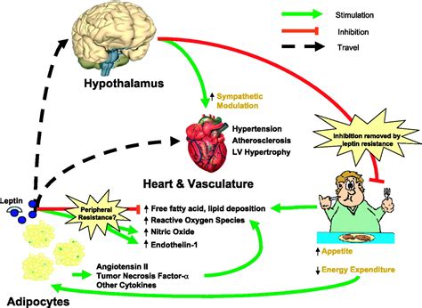 Leptin Signaling And Obesity Circulation Research