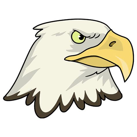 All More How To Draw A Bald Eagle Head Step By Step Advanced Guide