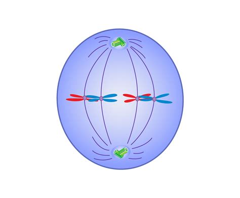 Metaphase Definition Mitosis Summary And Facts Britannica