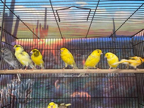 Variegated Canary Birds For Sale