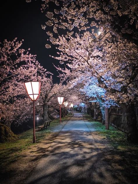 Cherry Blossom At Night In Empty Street Stock Photo Image Of Outdoors