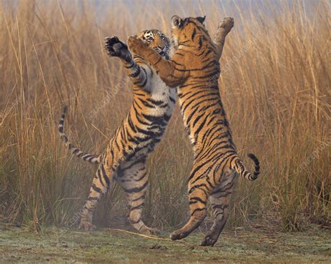 Bengal Tiger Cubs Play Fighting Stock Image C0410614 Science