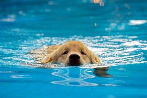 Droll Puppies Swimming L2sanpiero