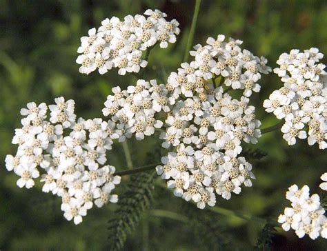Yarrow Better Homes And Gardens