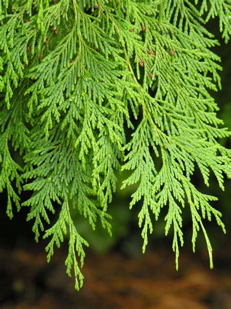 Most colorado gardeners and homeowners several pear tree cultivars are cold hardy enough to fruit in colorado, and the hard pears are perfect for wildlife deer feeding in late fall, when. False Cedar Genera: Common Trees of the Pacific Northwest
