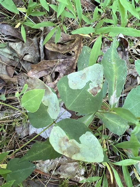 Maryland Biodiversity Project Record Id 986470