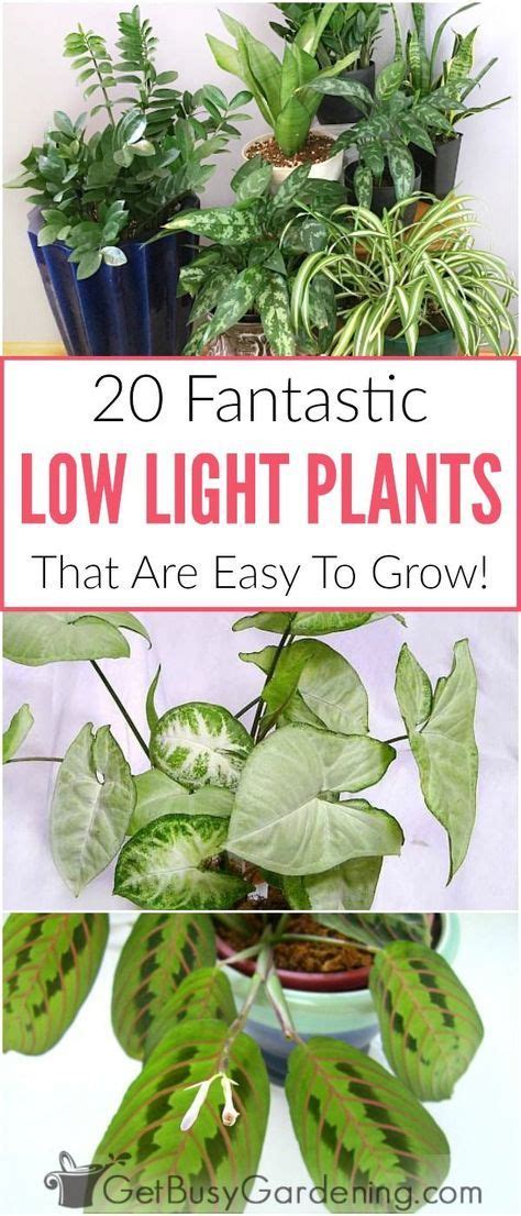 It was among the plants in a nasa study that absorb nasty indoor air pollutants like benzene and formaldehyde. 4614 best house plants images on Pinterest | Gardening ...
