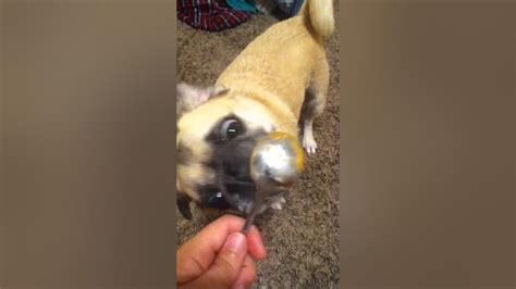 Peanut Butter Pug Youtube