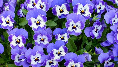 Annual seeds are easy to germinate, come into bloom quickly, and flowers appear over a long season. 7 Most Colorful Annuals for Spring