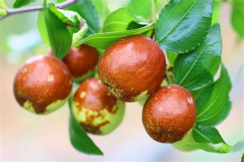 Top20sites.com is the leading directory of popular online nurseries, vegetable plants, bottle tree, & gardening catalogs sites. Jujube Tree Nursery California ~ TheNurseries