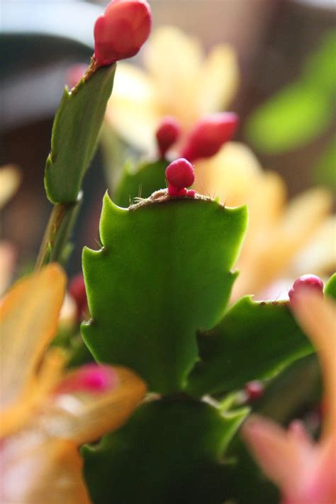 Check spelling or type a new query. Did you Know Thanksgiving Cacti are from Brazil? - The ...