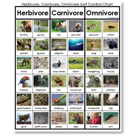 teeth of herbivores carnivores and omnivores - Google ...