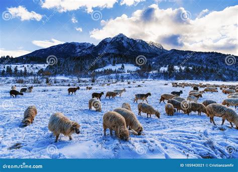Herd Of Sheep In The Winter Mountain Stock Image Image Of Landscape