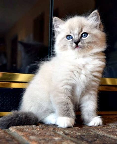 Their soft coat and bright blue eyes add to their striking features, while their docile personality makes them a great addition to any despite the fluffy, luxurious coat most ragdoll cats have, they actually don't shed very much. ﻿Caring for a Ragdoll Cat | Ragdoll kitten, Cute animals ...