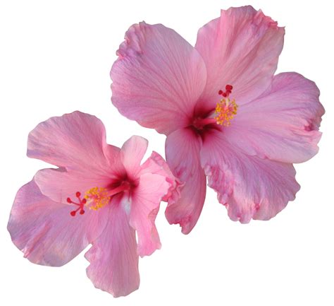 Hibiscus Plant Png Png Image Collection
