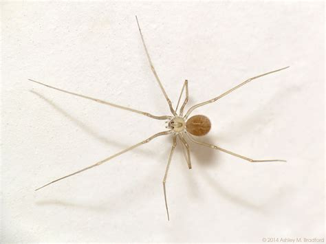 We did not find results for: Bathroom Ceiling Spider | I noticed this one up in a ...