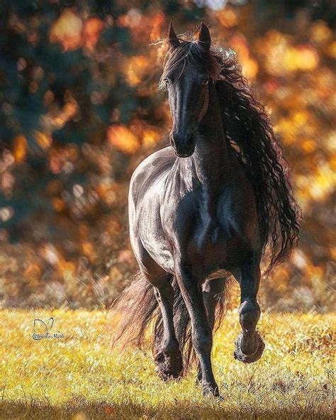 Black Beauty😍😍😍 Most Beautiful Horses All The Pretty Horses Animals