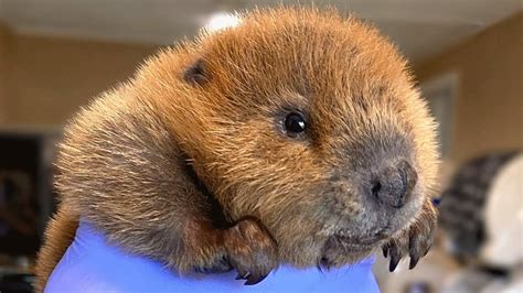 Baby Beaver Has Uncanny Object Recognition Youtube